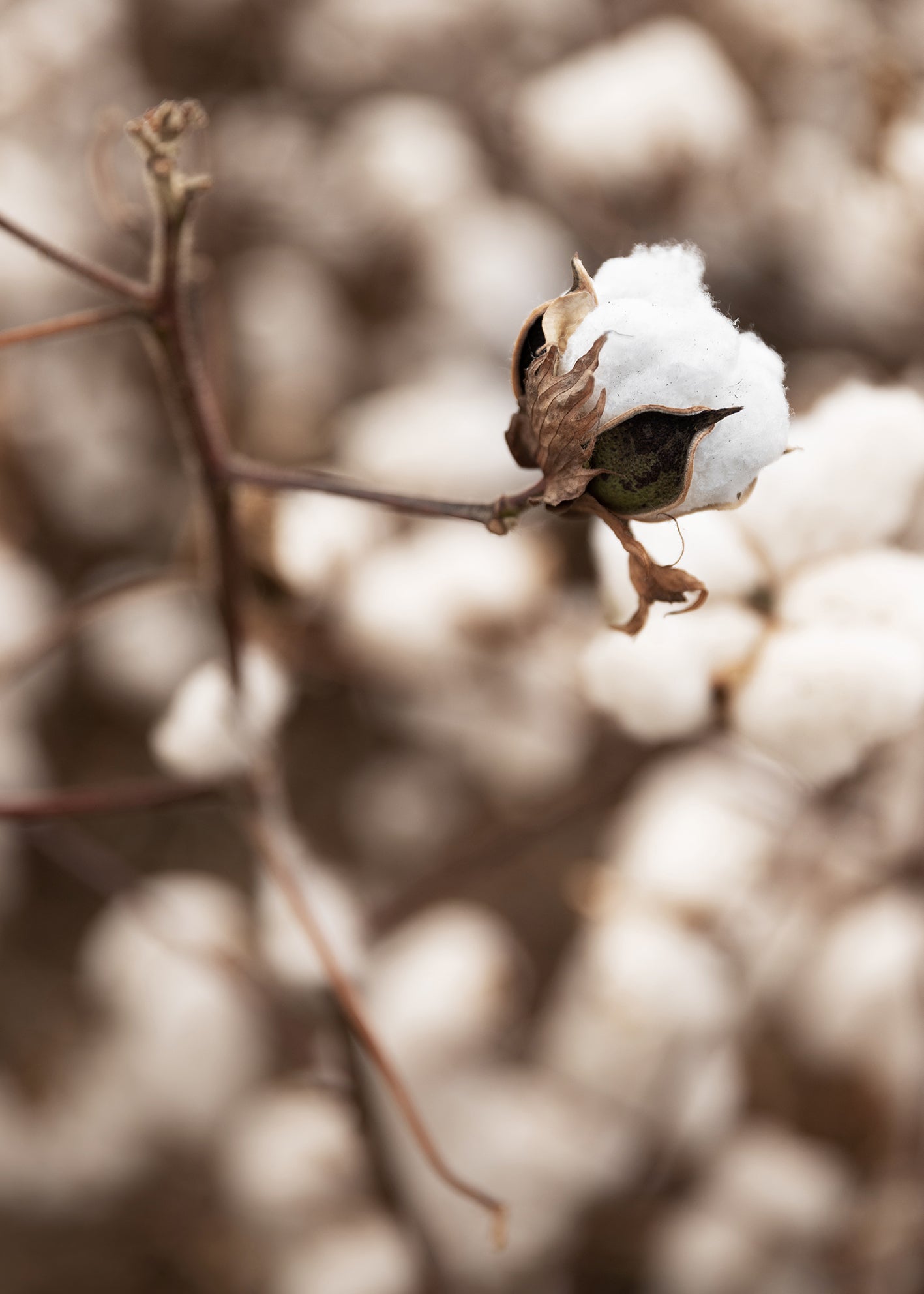Ljuddämpande tavla - Cotton