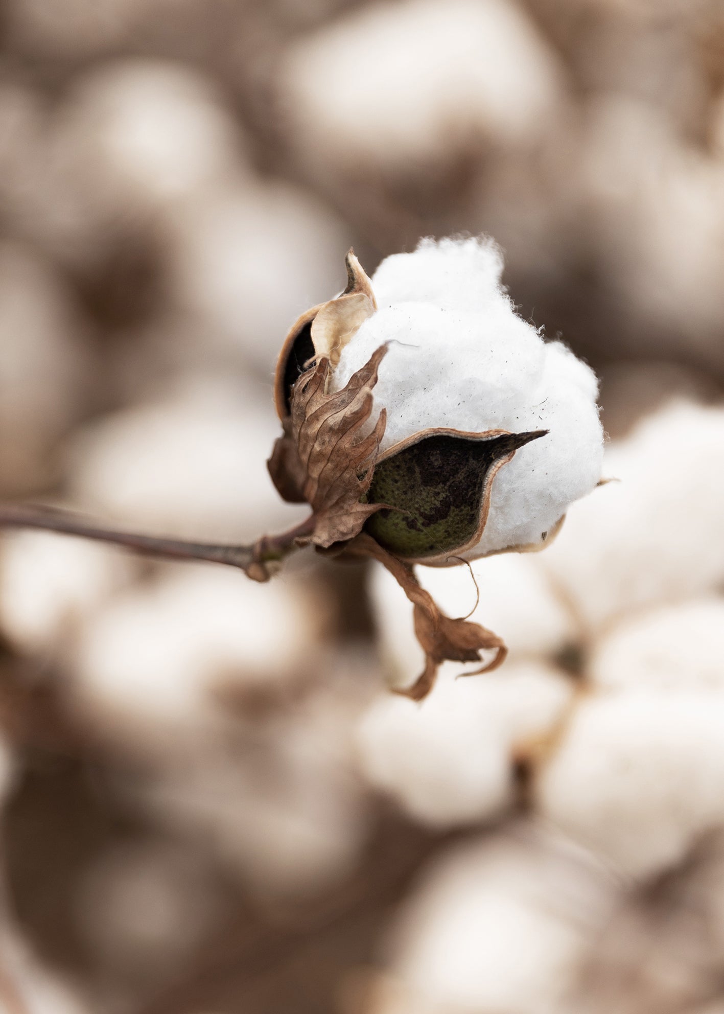 Ljuddämpande tavla - Cotton