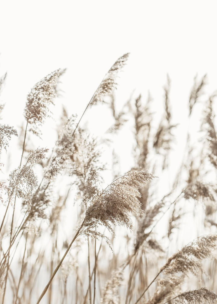Ljuddämpande tavla - Reed Stalks