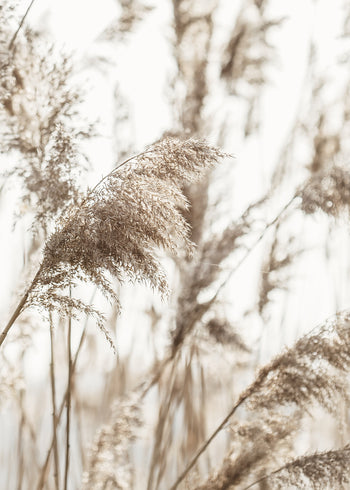 Ljuddämpande tavla - Reed Stalks