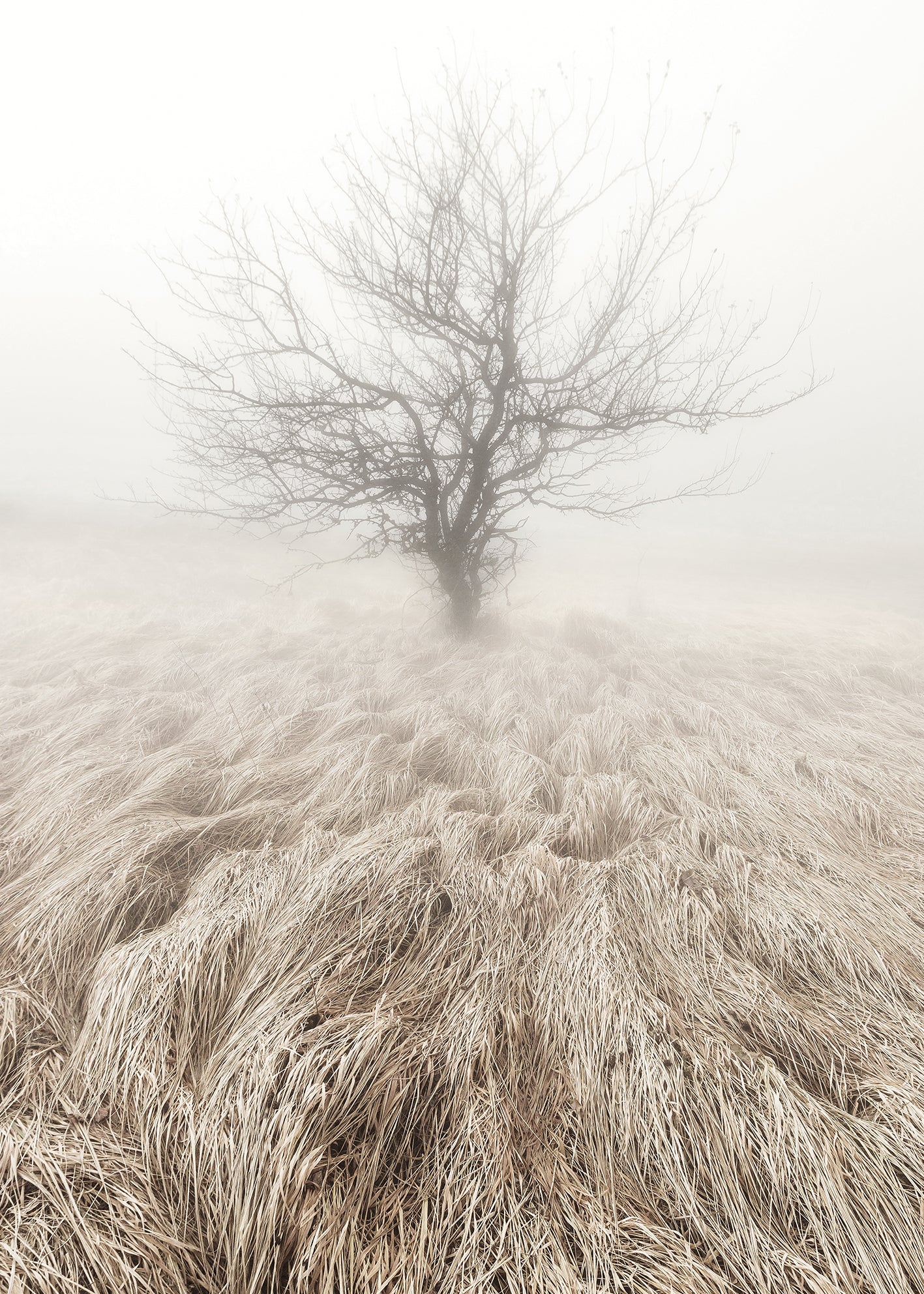 Ljuddämpande tavla - Mysterious Tree