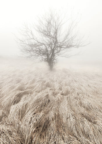 Ljuddämpande tavla - Mysterious Tree