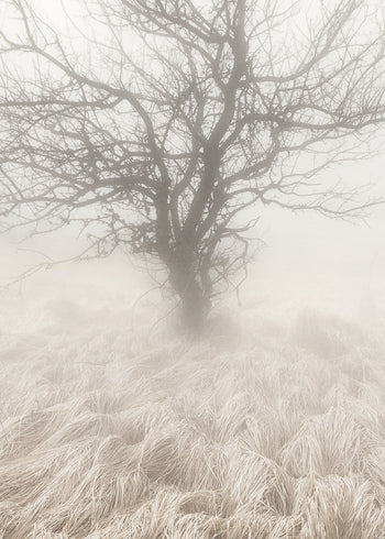 Ljuddämpande tavla - Mysterious Tree