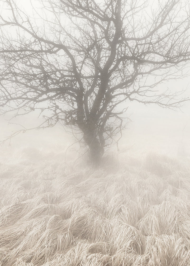 Ljuddämpande tavla - Mysterious Tree