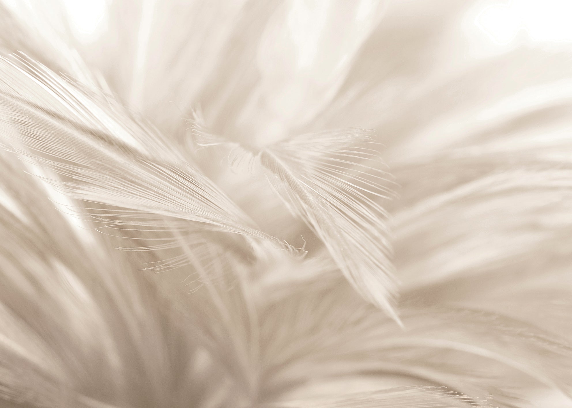 Ljuddämpande tavla - Soft Feathers
