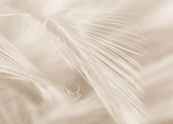 Ljuddämpande tavla - Soft Feathers