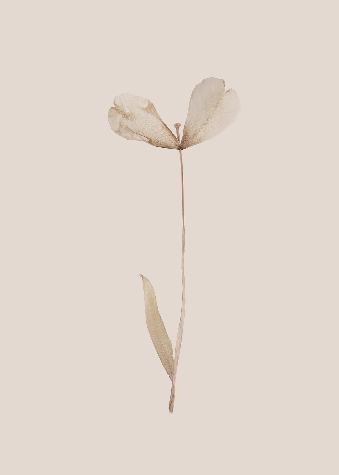 Ljuddämpande tavla - Dried Tulip