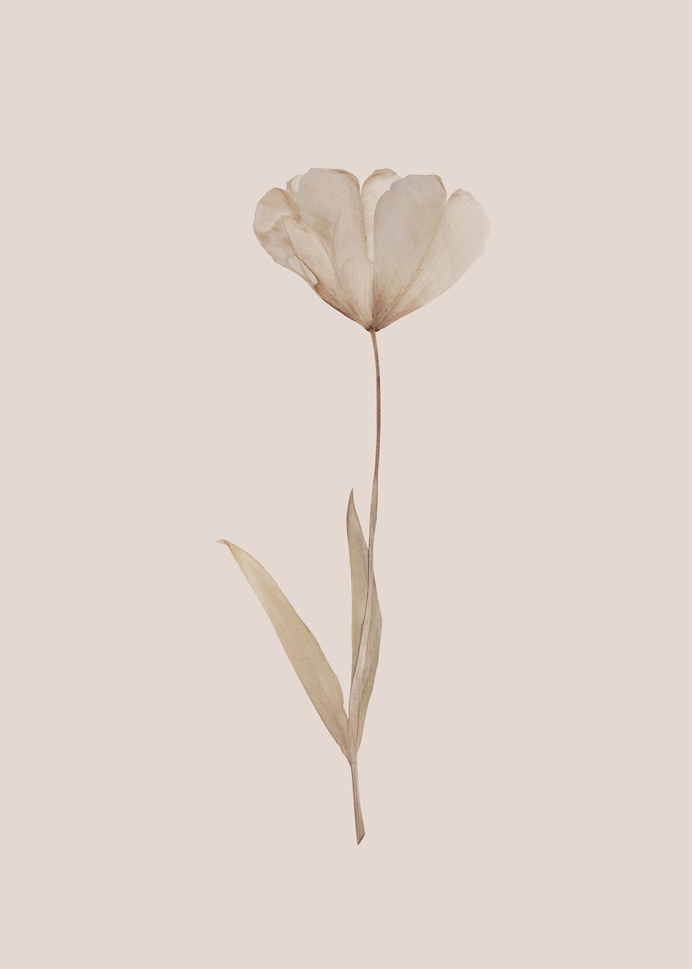 Ljuddämpande tavla - Autumn Tulip