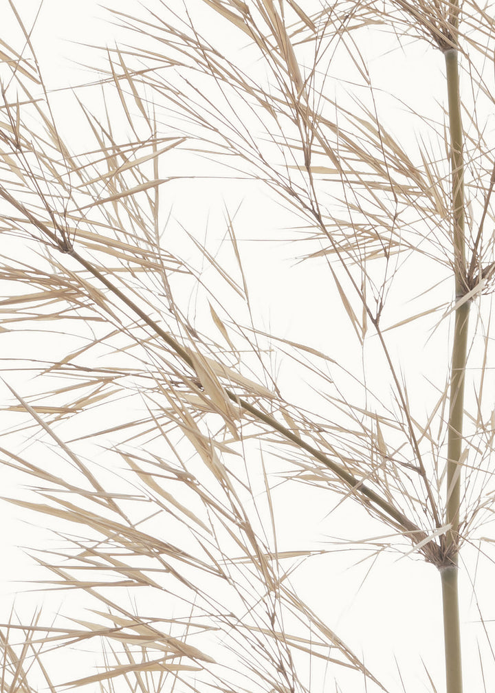 Ljuddämpande tavla - Dried Bamboo