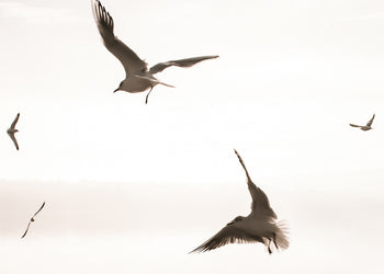 Ljuddämpande tavla - Birds of Freedom