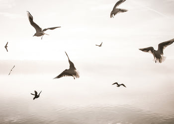 Ljuddämpande tavla - Birds of Freedom