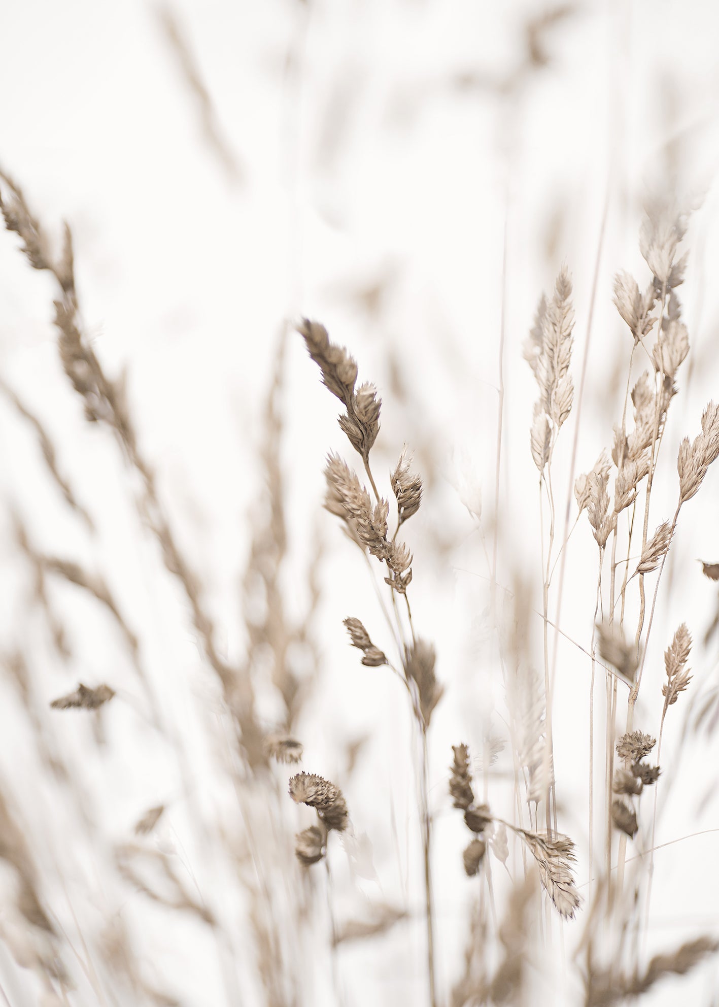 Ljuddämpande tavla - Wild Grass in Winter
