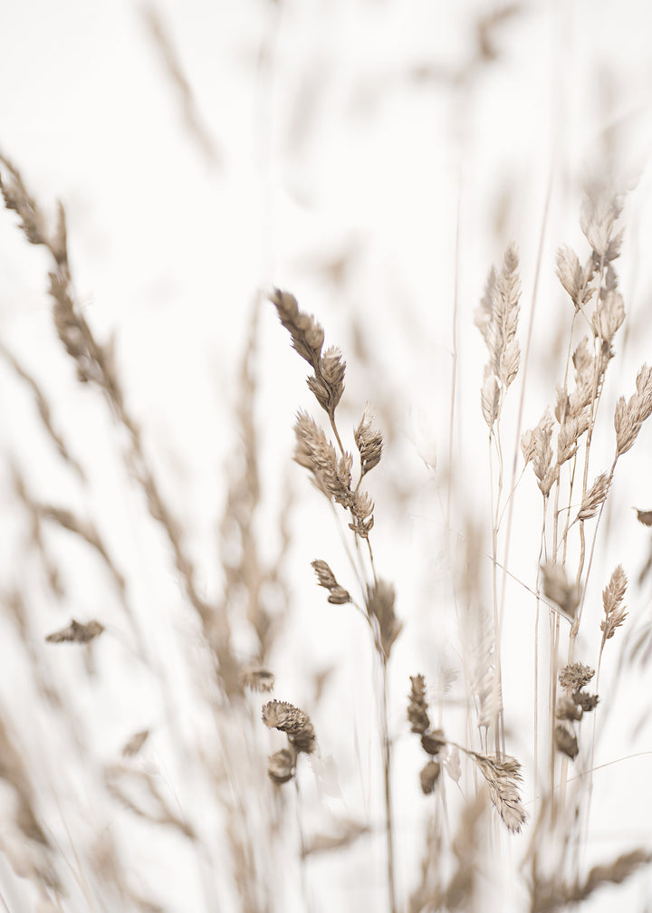 Ljuddämpande tavla - Wild Grass in Winter
