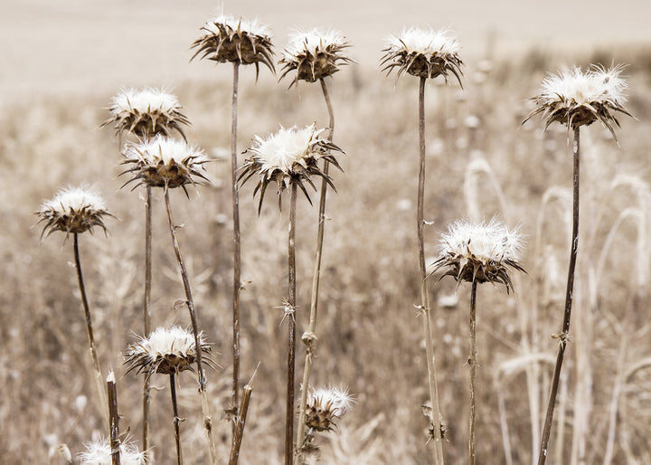 Ljuddämpande tavla - Thistle Plants