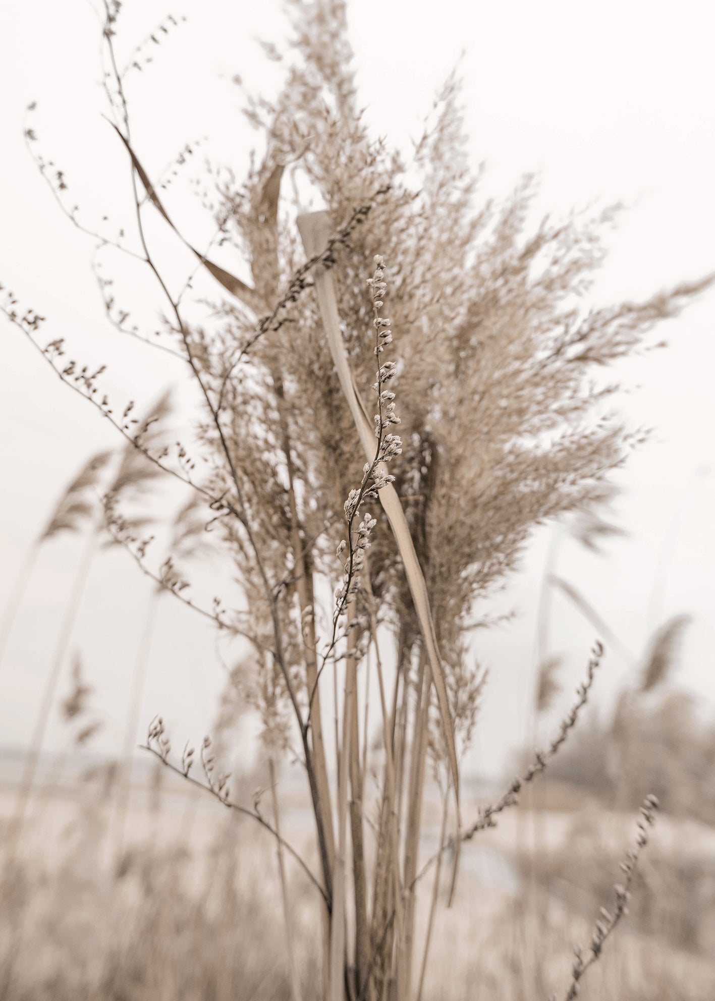 Ljuddämpande tavla - Pampas Grass