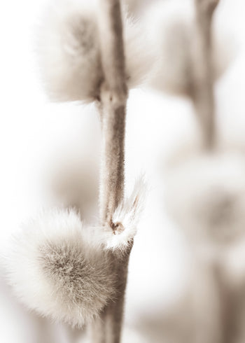 Ljuddämpande tavla - Willow Buds