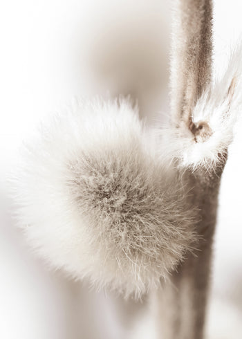 Ljuddämpande tavla - Willow Buds