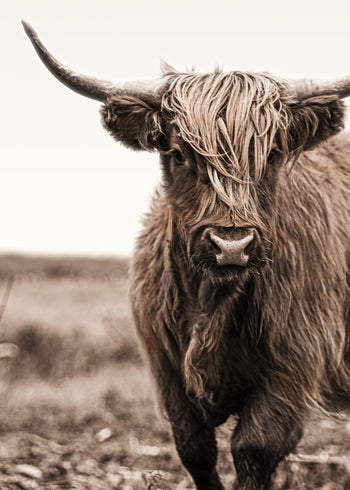 Ljuddämpande tavla - Highland Cattle