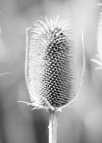 Ljuddämpande tavla - Autumn Weeds
