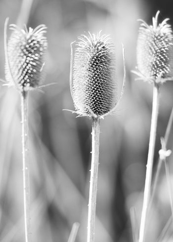 Ljuddämpande tavla - Autumn Weeds