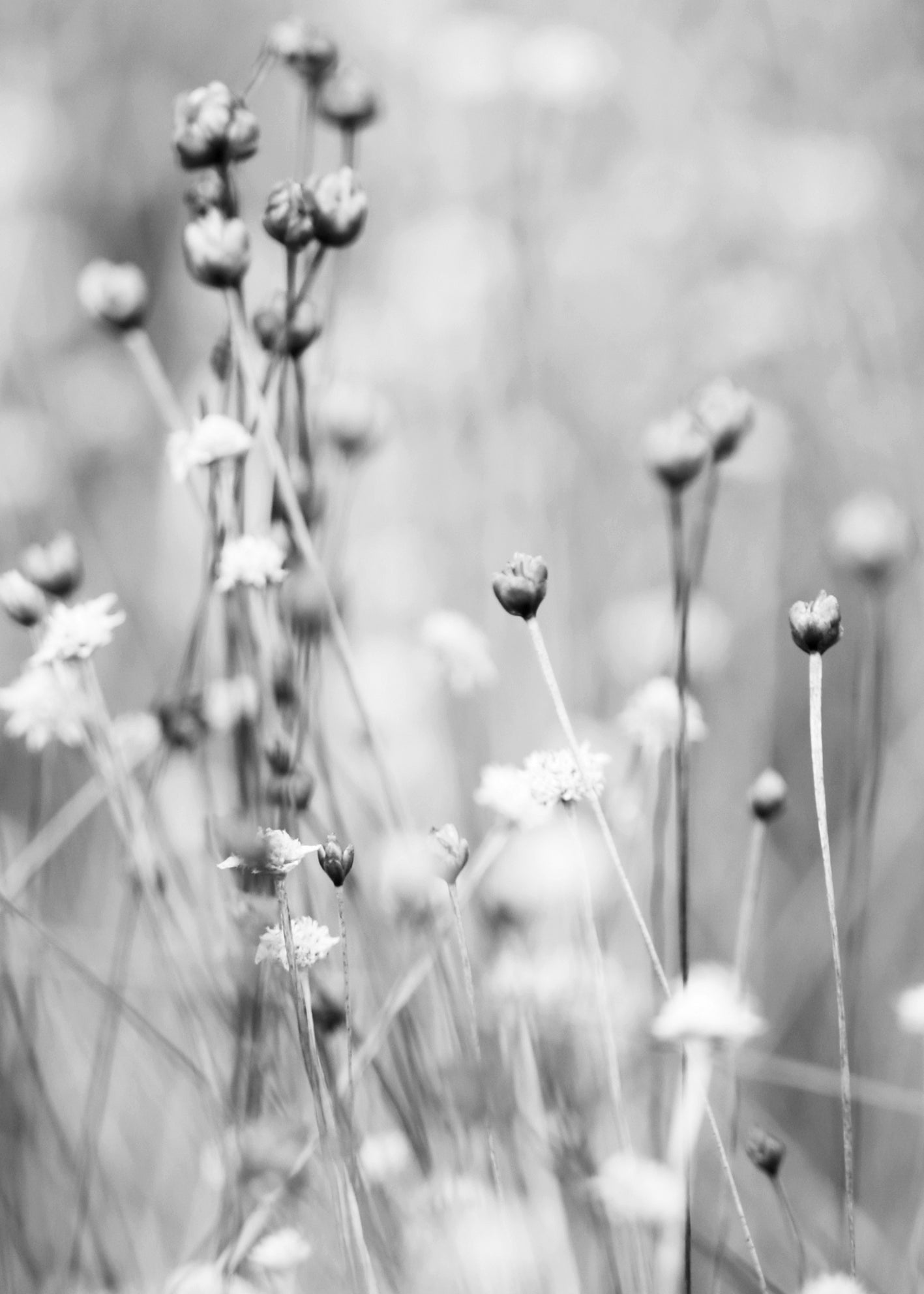 Ljuddämpande tavla - Gray Field