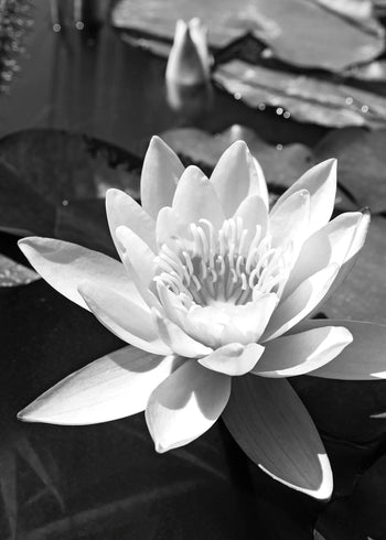 Ljuddämpande tavla - Water Lily