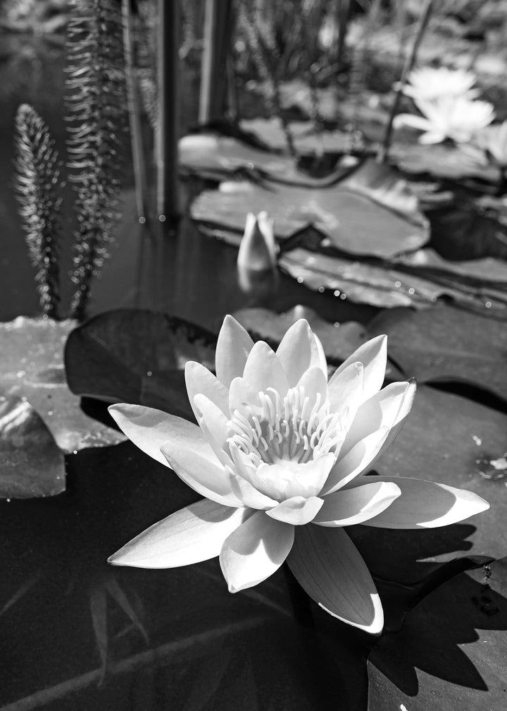 Ljuddämpande tavla - Water Lily
