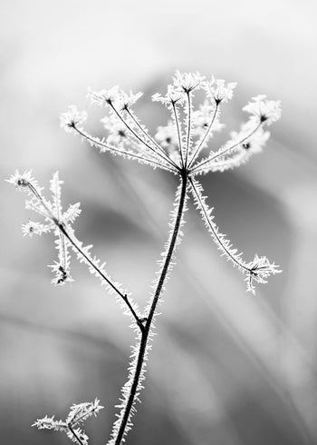 Ljuddämpande tavla - Hoarfrost