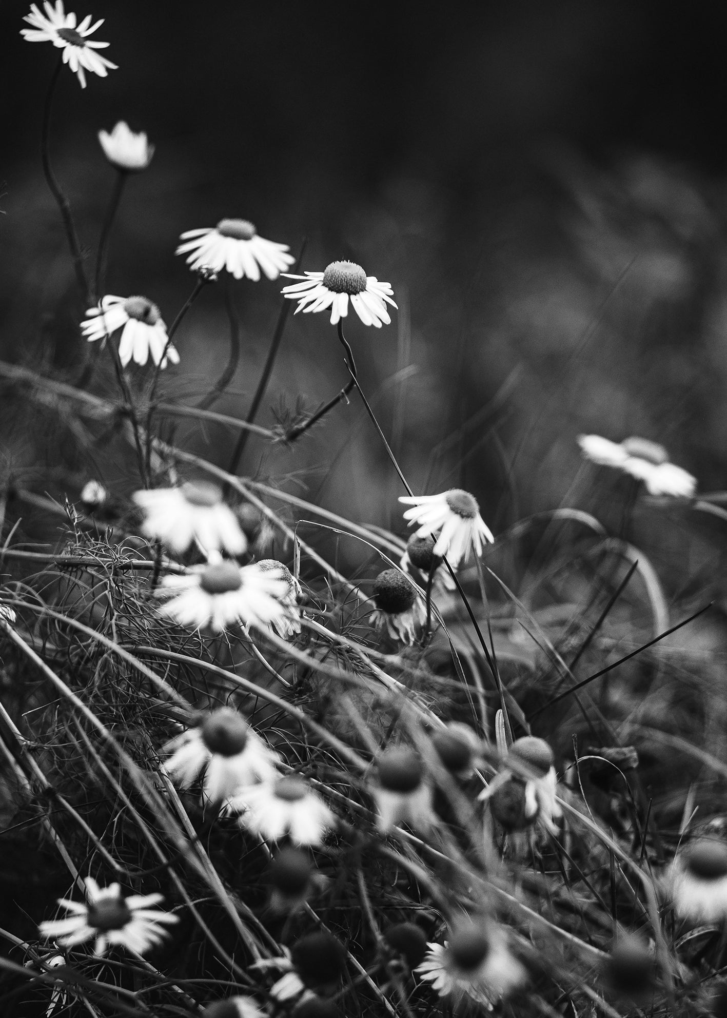 Ljuddämpande tavla - White Daisies