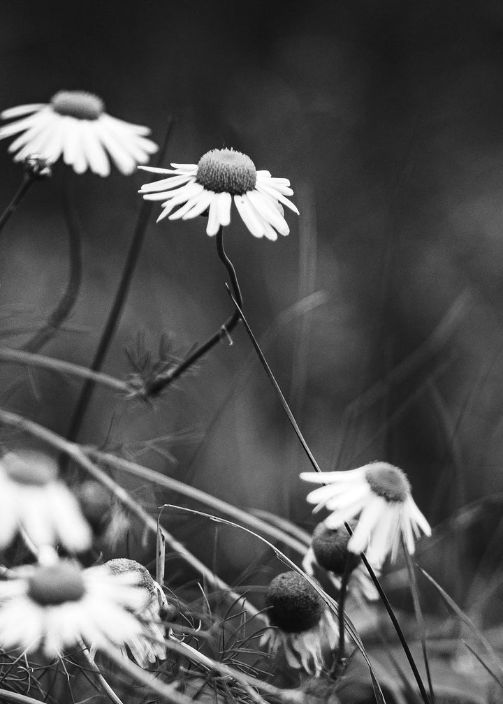 Ljuddämpande tavla - White Daisies