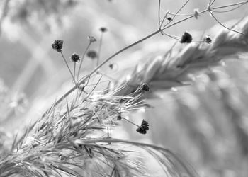 Ljuddämpande tavla - Wild Carrot
