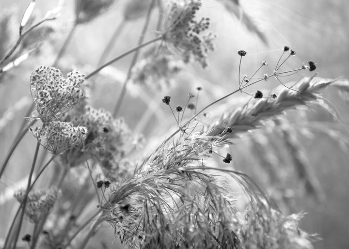 Ljuddämpande tavla - Wild Carrot