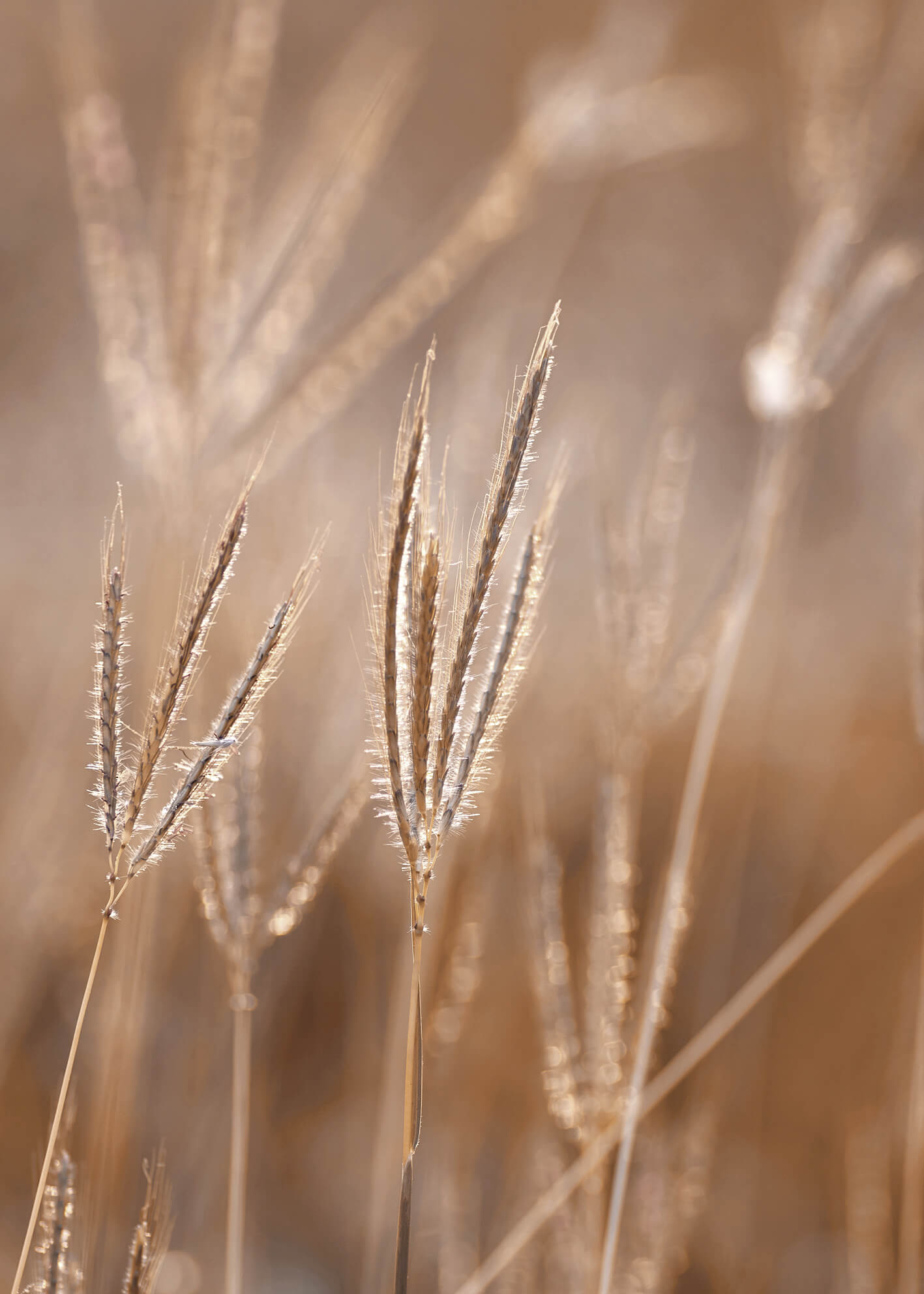Ljuddämpande tavla - Grass in Light