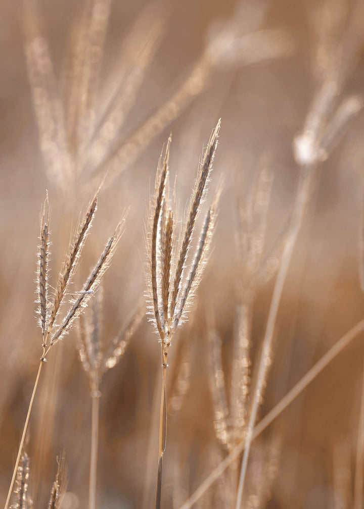 Ljuddämpande tavla - Grass in Light