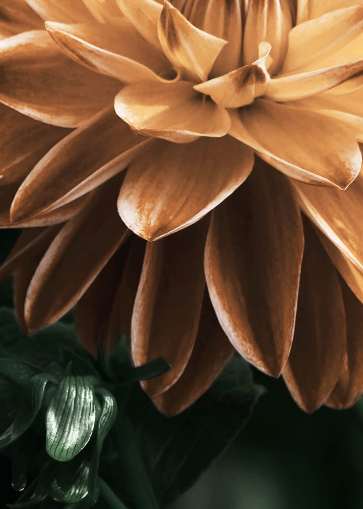 Ljuddämpande tavla - Dahlia