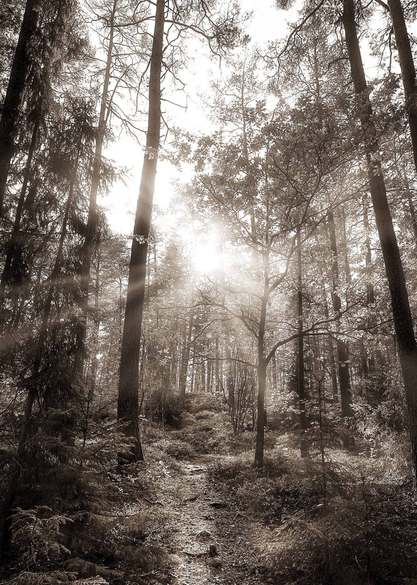 Ljuddämpande tavla - Peaceful Forest