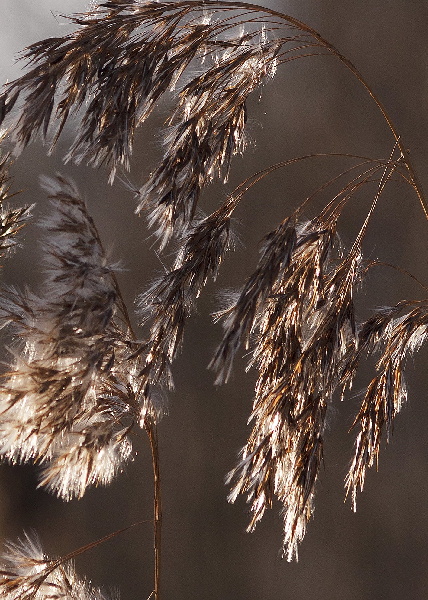 Ljuddämpande tavla - Inflorescence