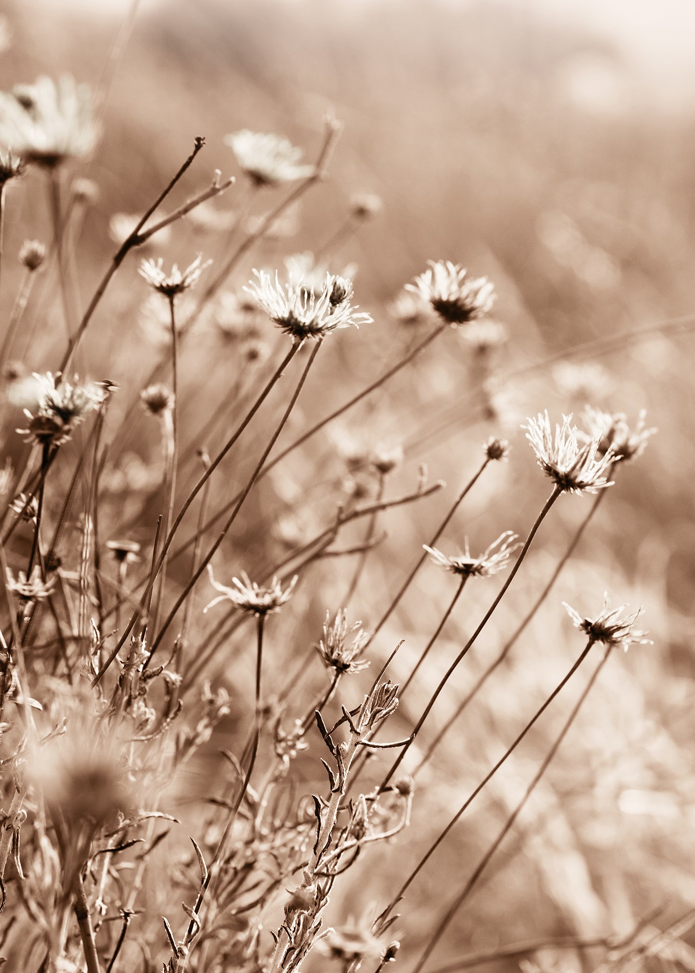 Ljuddämpande tavla - Fall Flowers
