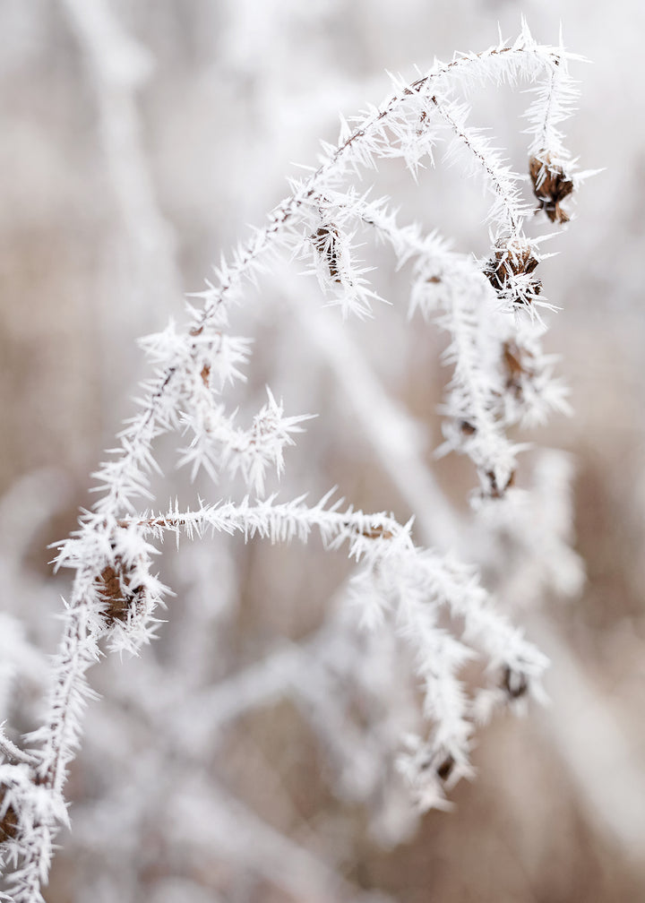 Ljuddämpande tavla - Frosty Thistles