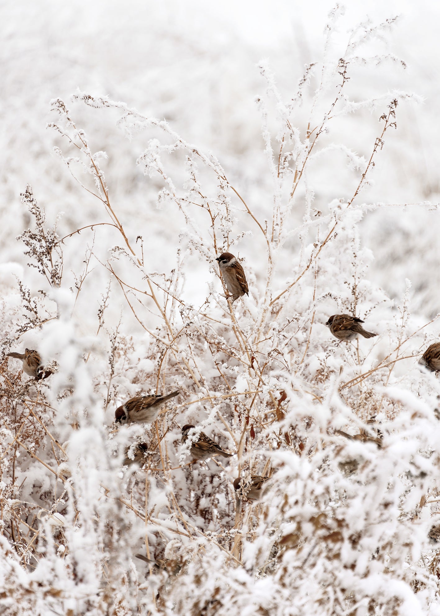 Ljuddämpande tavla - Sparrows