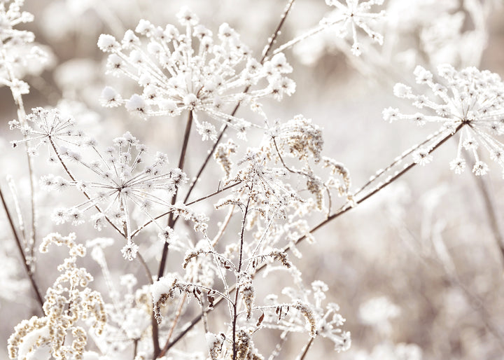 Ljuddämpande tavla - Frozen Branches
