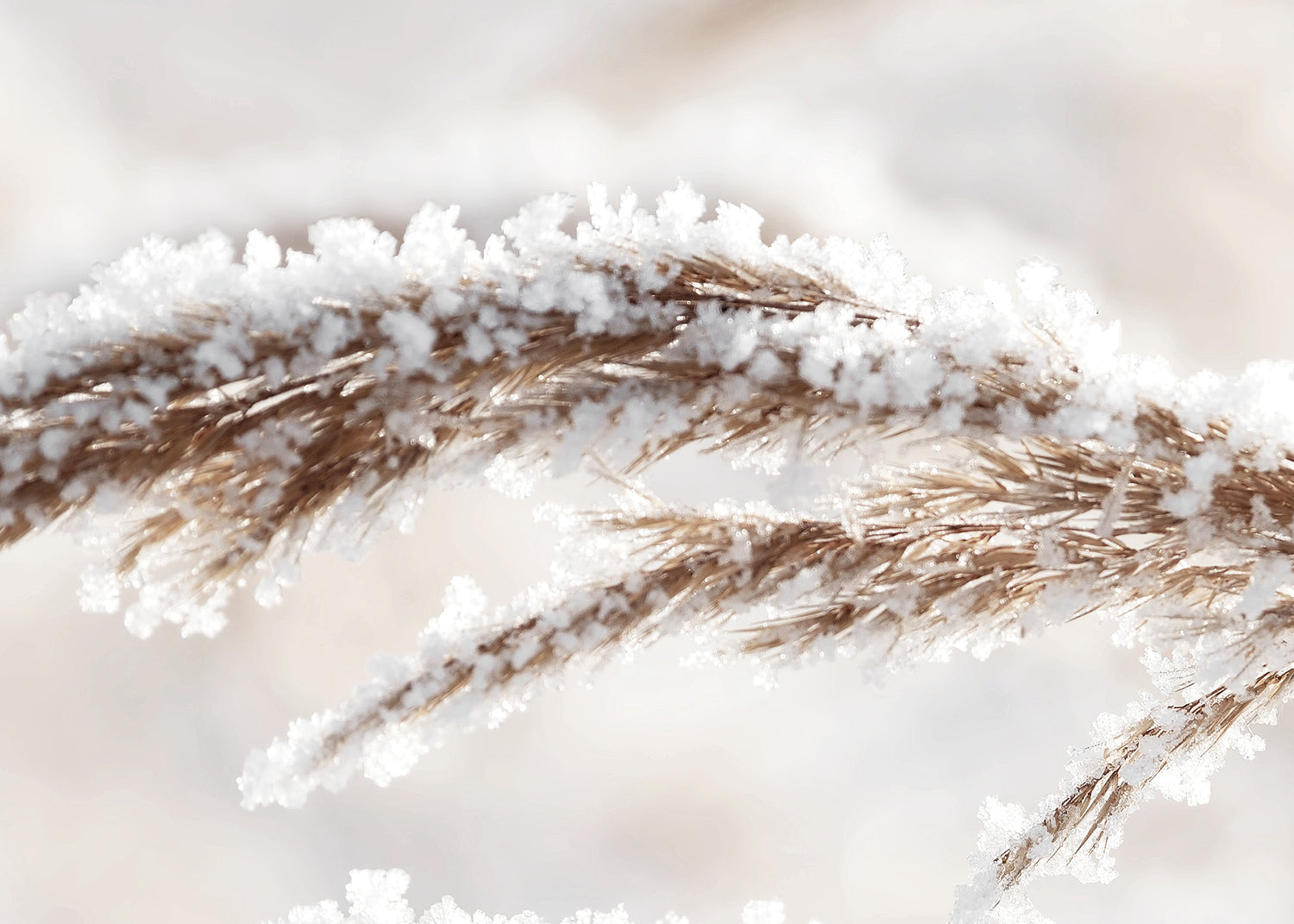 Ljuddämpande tavla - Grass in Winter