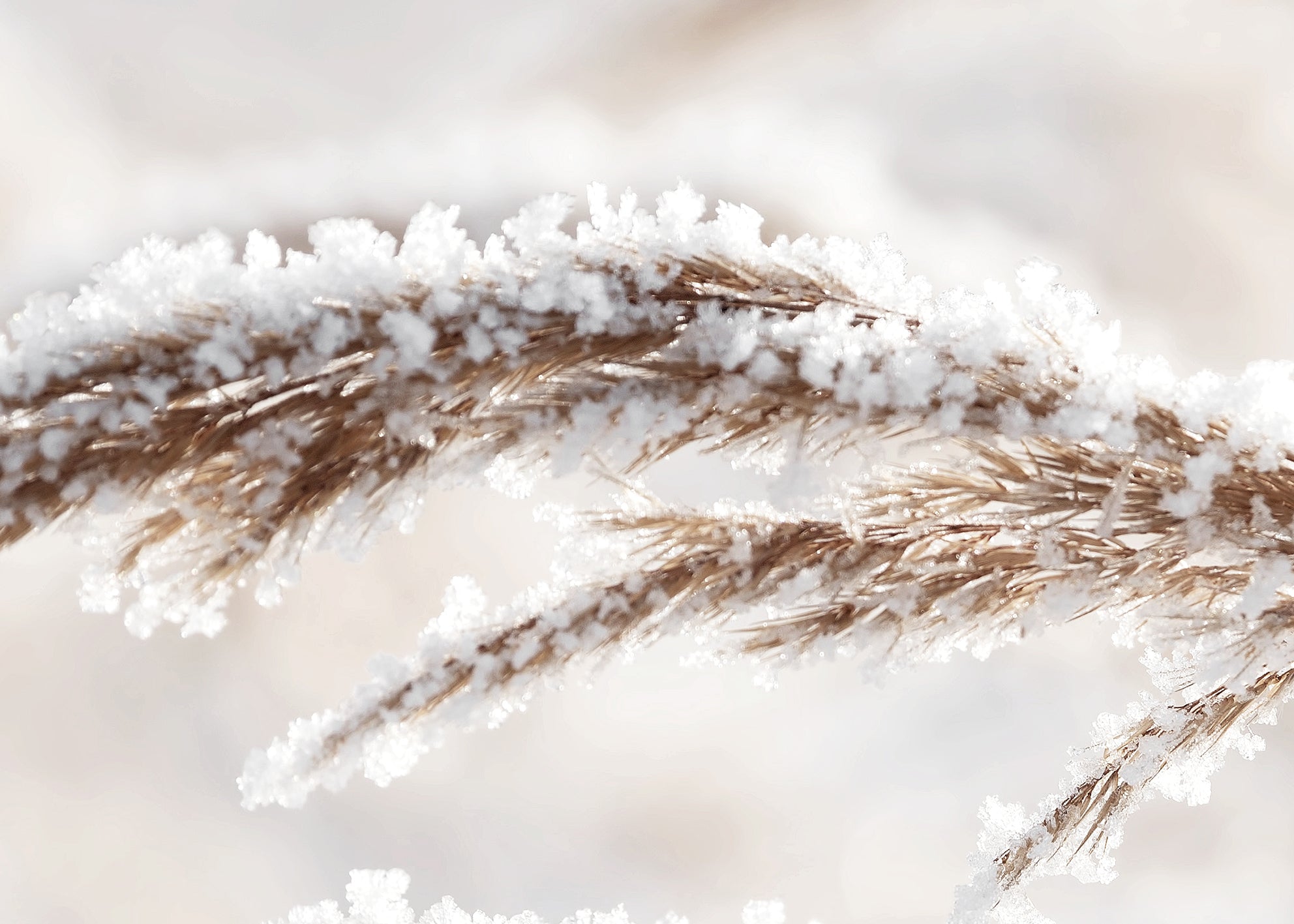 Ljuddämpande tavla - Grass in Winter