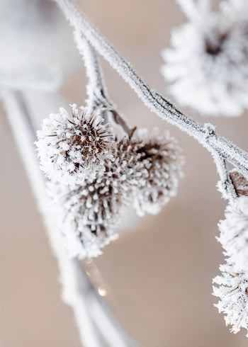 Ljuddämpande tavla - Frosty Shrub