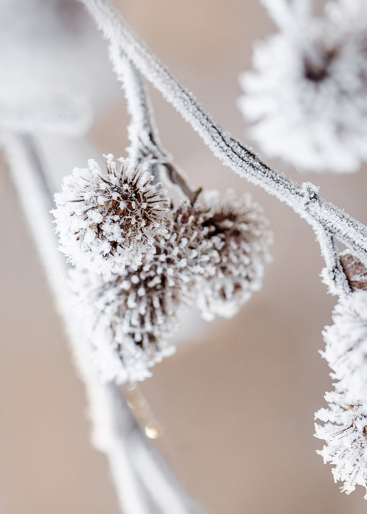 Ljuddämpande tavla - Frosty Shrub