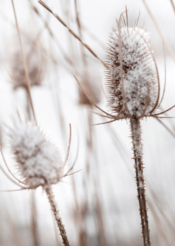 Ljuddämpande tavla - Snowy Dandelion