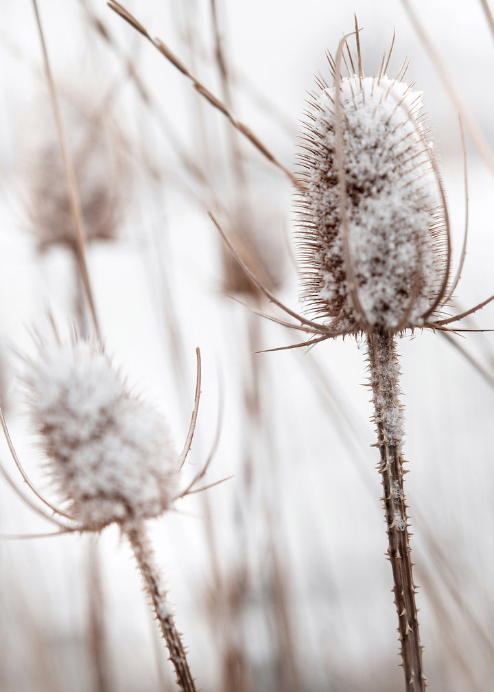 Ljuddämpande tavla - Snowy Dandelion