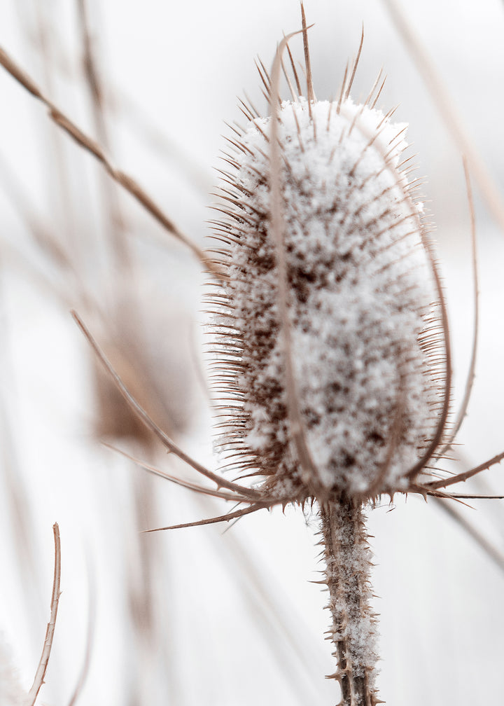 Ljuddämpande tavla - Snowy Dandelion