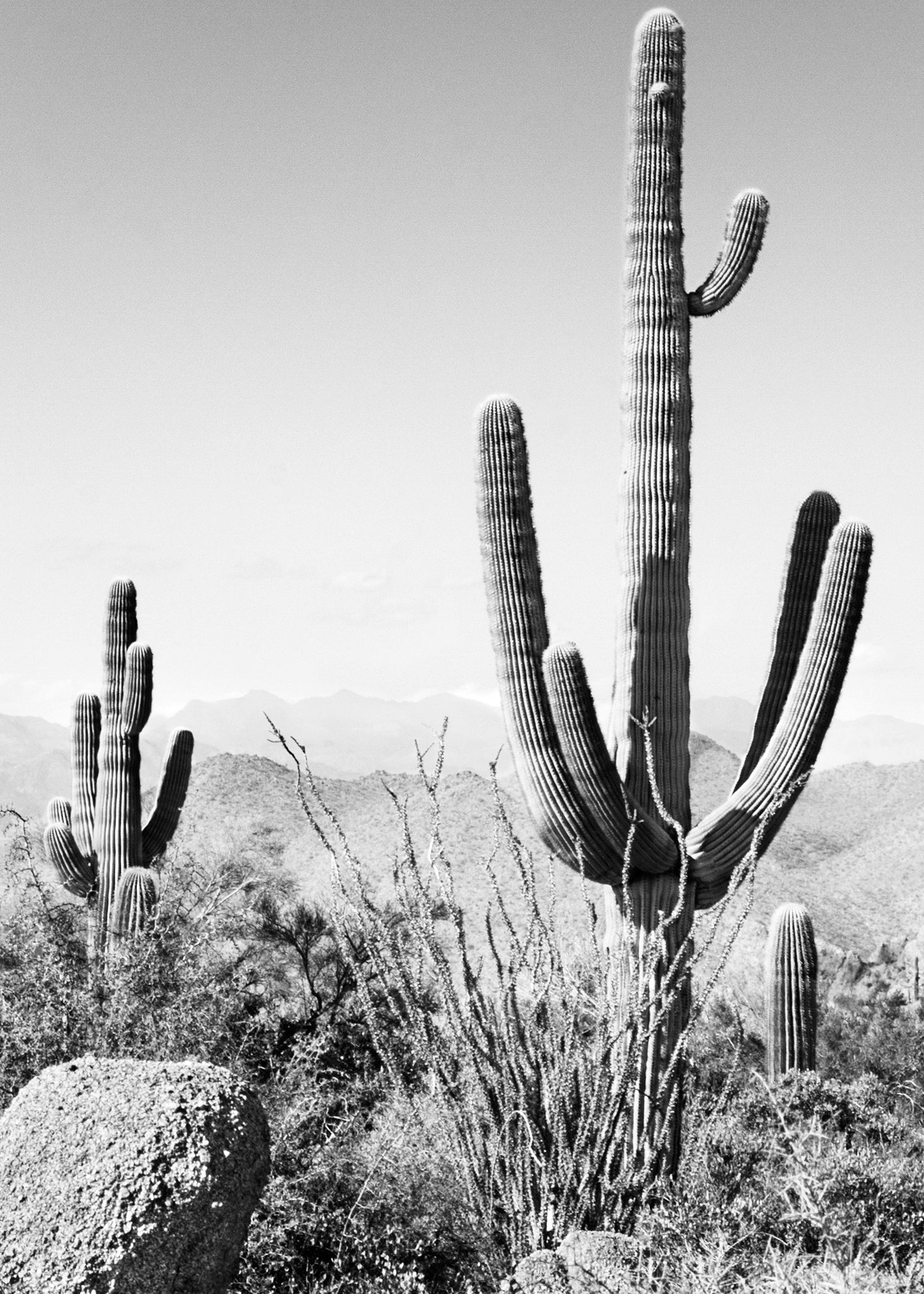 Ljuddämpande tavla - Saguaro
