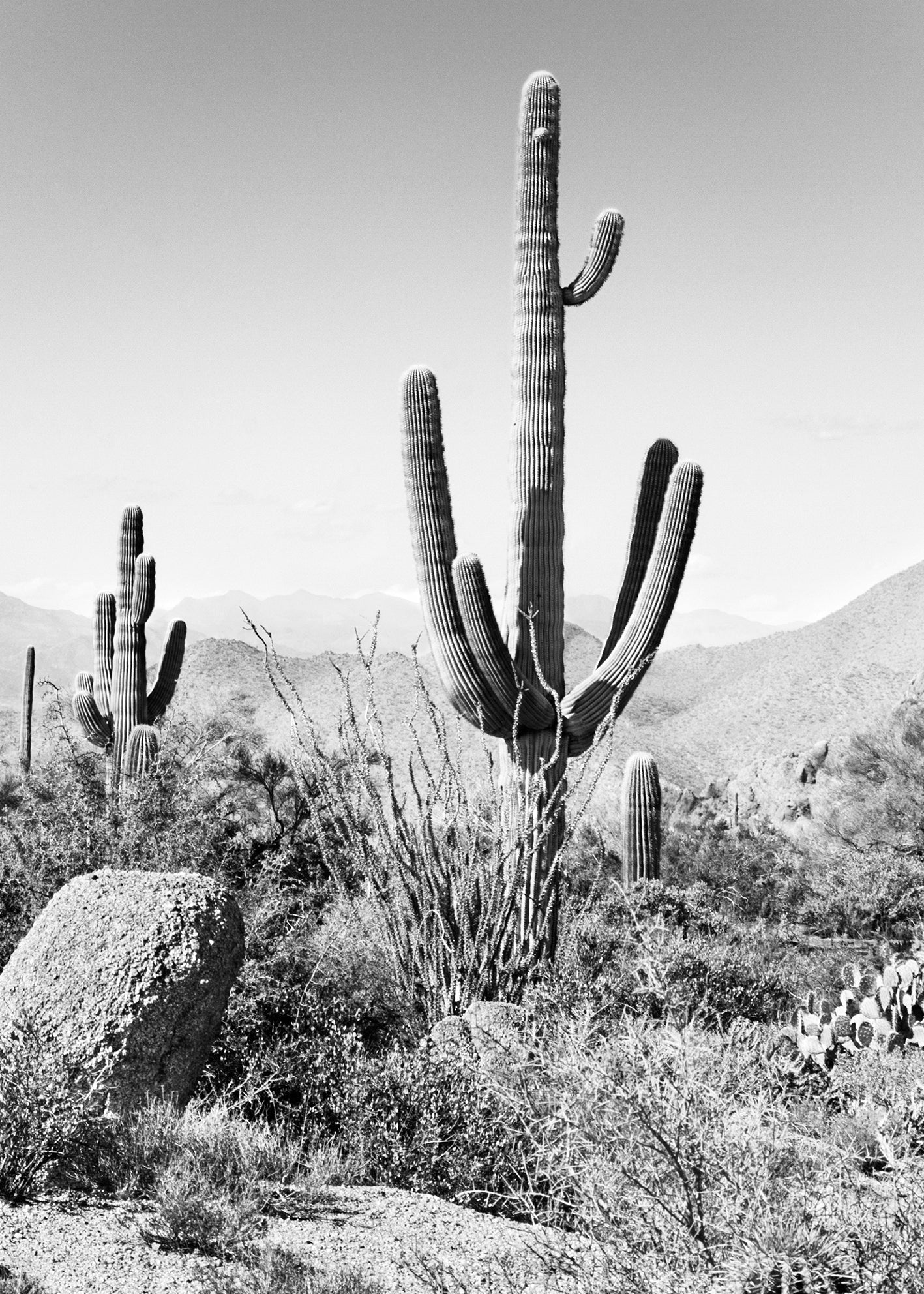Ljuddämpande tavla - Saguaro